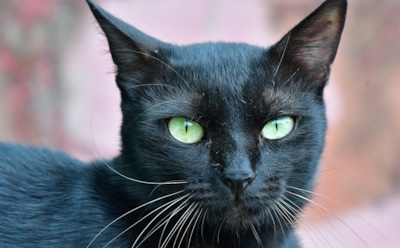 Редкость черных кошек обусловлена «трудностями в общении»