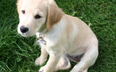 Путин подарил щенка ретривера школьнице из Обнинска