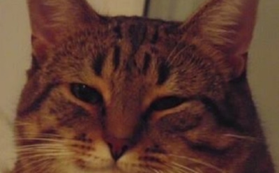 В Рунете набирает популярность «самый добрый мем» с котами