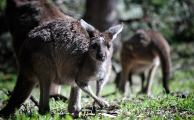 Жертвами пожаров в Австралии стали более миллиарда животных