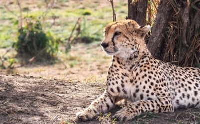 Самое быстрое животное в мире