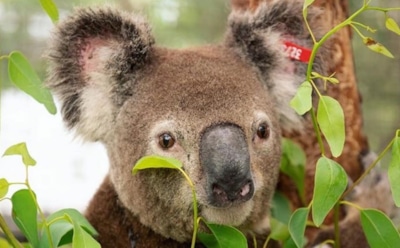 Из-за пожаров Австралия хочет признать коал исчезающим видом