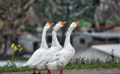 России угрожает вирус птичьего гриппа А(H5N8)