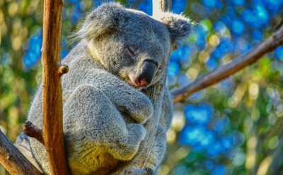 Коала-челлендж: люди подражают животным, оказавшимся на грани вымирания