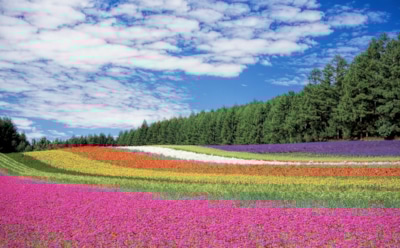 Самые красивые цветы в мире