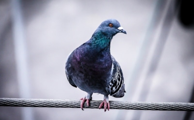 В Неваде появились голуби в бумажных сомбреро