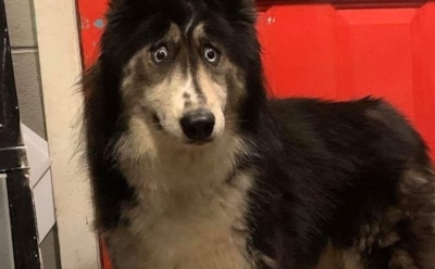 Попавшая в приют хаски с «удивленным» взглядом нашла семью