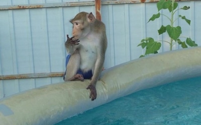 В Калуге из центра для животных украли 10 макак