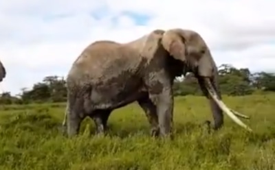 Один из последних слонов с большими бивнями умер в Кении