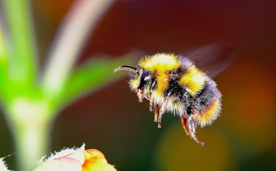 Исследование: изменение климата грозит вымиранию шмелей