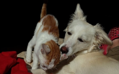 В РФ предлагают ввести квоты на разведение кошек и собак