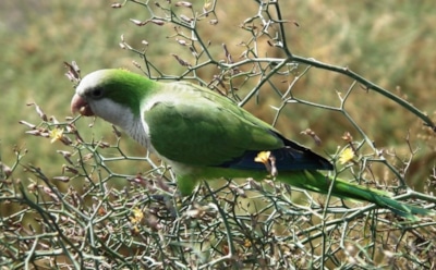 Мадрид потратит €3 млн на борьбу с попугаями-монахами