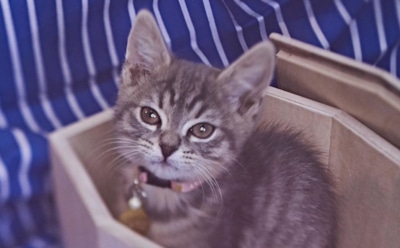 В Москве начали продавать гробы для котов