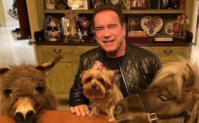 Шварценеггер умилил фанатов роликом с осликом и пони