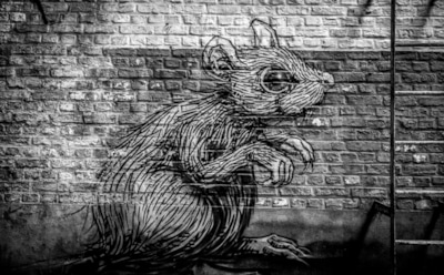 Хантавирус: что это такое, симптомы и распространение