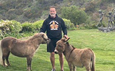 Арнольд Шварценеггер впервые станет дедушкой — СМИ