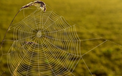 Погода в Москве: названы сроки прихода «бабьего лета»