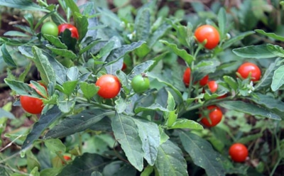 Что такое ашваганда: лечебные свойства и противопоказания