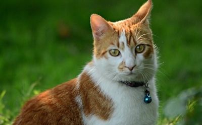 Россиян призвали вакцинировать животных от коронавируса