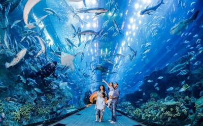 Самый большой океанариум в мире: от Китая до Дубая