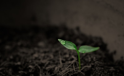 Самые ядовитые растения в мире: от России до Австралии