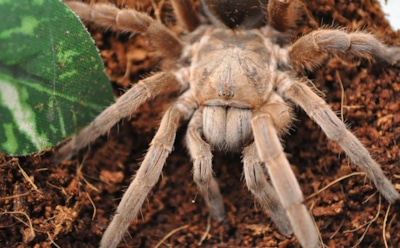 Самый большой паук в мире: от тарантула до птицееда