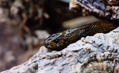 Самые ядовитые змеи на планете: от черной мамбы до гадюки
