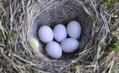 Самые большие яйца: птиц, змей, динозавров