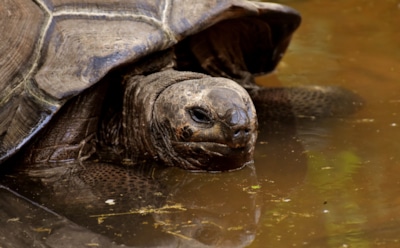 Самая большая черепаха в мире: морские и сухопутные виды