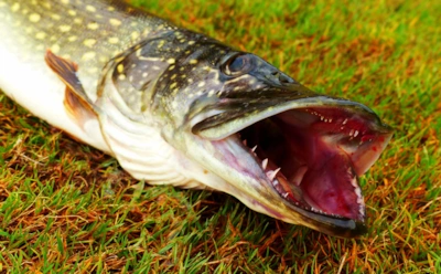 Самая большая щука, пойманная человеком: в России и в мире