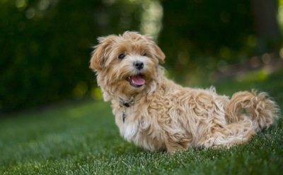 Самая маленькая собака: от карманных пород до сторожевых