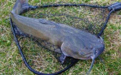 Самый большой сом, выловленный в России и в мире