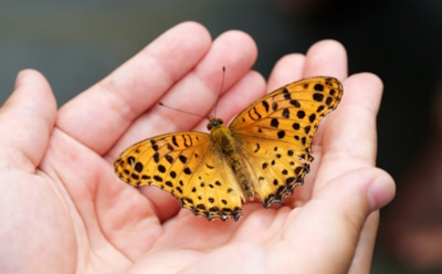 Самая большая бабочка на планете