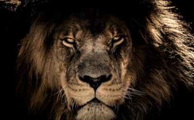 Самые опасные животные в мире: от России до Австралии