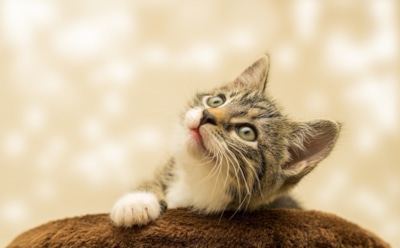 Самые большие кошки в мире: домашние, дикие, древние