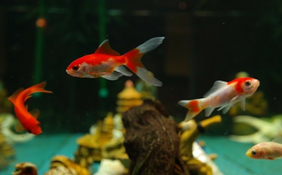 Самые красивые аквариумные рыбки: пресноводные и морские