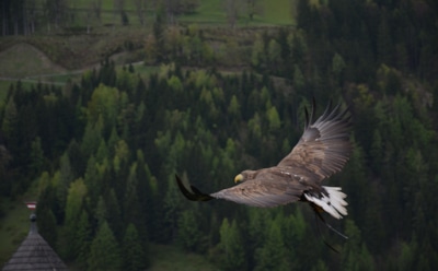 Самые большие птицы в мире: от страусов до вымерших титанов