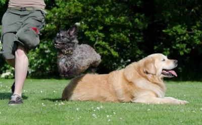 Самые большие собаки на Земле: от волкодавов до догов