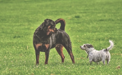 Самые сильные собаки в мире: могучее тело и мощный укус