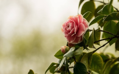 Самый большой цветок в мире: от комнатных до раффлезии