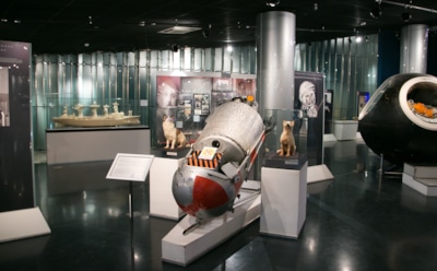 Животные в космосе: от Белки и Стрелки до кошек и птиц