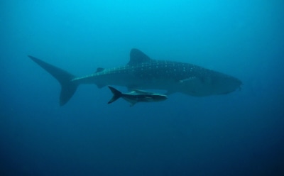 Самая большая акула в мире: от китовой и белой до вымерших