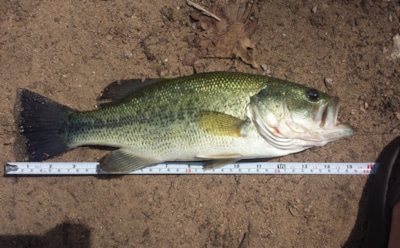 Самый большой окунь в мире: от озерного до морского
