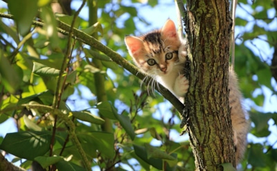 Самые дорогие кошки в мире: от абиссинской до бенгальской