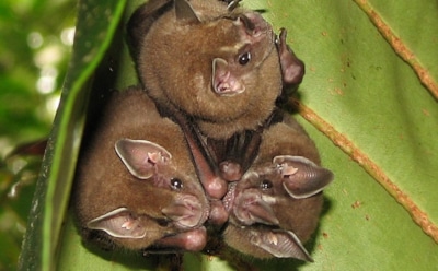 Самая большая летучая мышь в мире и в России