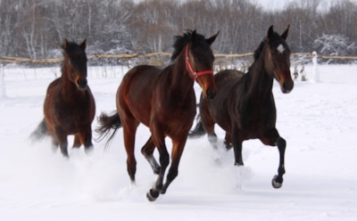 Праздники 28 ноября: что нельзя делать в Гурьев день