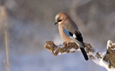 3 декабря: что нельзя делать в Проклов день