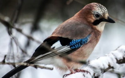 11 декабря: что нельзя делать в День памяти Стефана Нового и Серафима