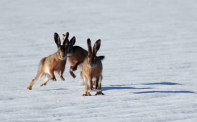 14 декабря: что нельзя делать в День святого пророка Наума