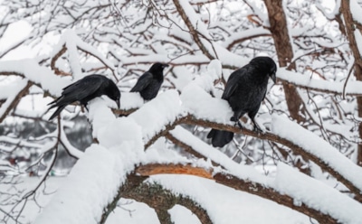 16 декабря: что нельзя делать в День памяти Иоанна Молчальника
